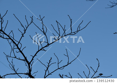 Tree branches stretching into the evening sky Tree branches stretching into the evening sky 139512430