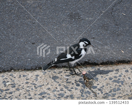 A black and white bird perched on the paved road—a powerful presence blending into the urban environment. A black and white bird perched on the paved road—a powerful presence blending into the urban environment. 139512433