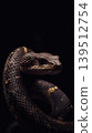 Close-up portrait of a snake in a dark and moody setting 139512754