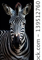 Close-up portrait of a zebra head and neck against black background 139512760