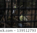 兩隻玄鳳鸚鵡依偎在一起──黃色和灰色交織成一幅寧靜的畫面。 139512793