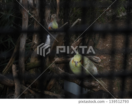 兩隻玄鳳鸚鵡依偎在一起──黃色和灰色交織成一幅寧靜的畫面。 139512793