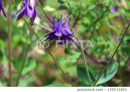 A scene of European columbine flowers with purple petals in bloom. A scene of European columbine flowers with purple petals in bloom. 139512801