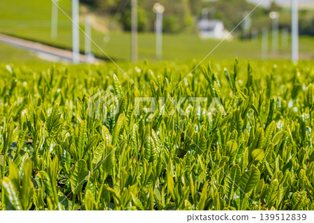 清晨的陽光照耀著茶園 清晨的陽光照耀著茶園 139512839