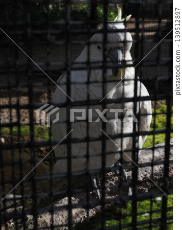 一隻有醒目黃色冠羽的鳳頭鸚鵡──透過籠子都能看到它威嚴的身影。 一隻有醒目黃色冠羽的鳳頭鸚鵡──透過籠子都能看到它威嚴的身影。 139512897