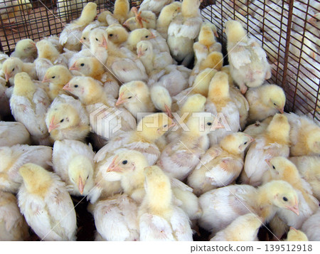 Dense cluster of young white and yellow chicks huddled together inside a wire cage. This image captures a typical scene from a poultry farm or hatchery, illustrating commercial livestock production 139512918