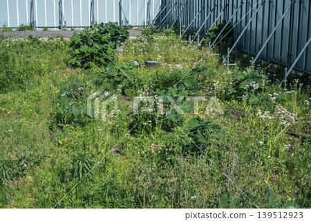 Construction site overgrown with weeds 139512923