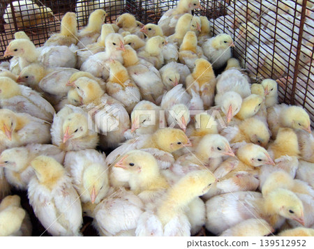 Cluster of fluffy yellow and white chicks huddled in a wire cage. This scene illustrates a typical commercial poultry hatchery, highlighting early-stage livestock production and avian agriculture 139512952