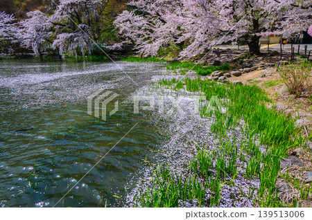 [牙柳公園] 龍池上的花筏 [須坂市] 139513006