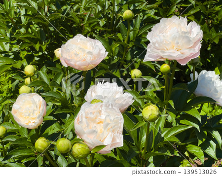 White peonies blooming in the early summer garden: full bloom and buds. White peonies blooming in the early summer garden: full bloom and buds. 139513026