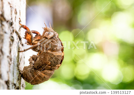 蟬蛻（Meimuna opalifera） 139513127