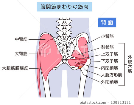Buttocks and hip joint muscles: gluteus maximus, external rotator muscles (six muscles) Buttocks and hip joint muscles: gluteus maximus, external rotator muscles (six muscles) 139513151
