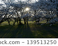 Sunset and Miyagawa River Embankment 139513250