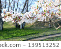 Somei Yoshino cherry blossoms and the Miyagawa River embankment 139513252
