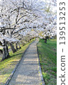 Miyagawa River Embankment and Somei Yoshino Cherry Trees 139513253