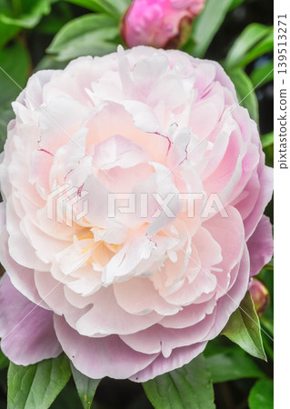 牡丹,初夏之花 牡丹,初夏之花 139513271