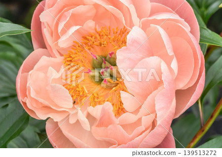 牡丹,初夏之花 牡丹,初夏之花 139513272