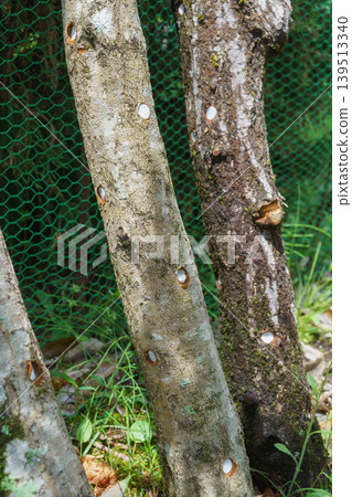 Inoculation of shiitake mushrooms grown on logs Inoculation of shiitake mushrooms grown on logs 139513340