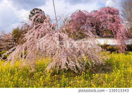 Tenryuzan Jiunji Temple, a Rinzai Zen temple of the Myoshinji school, located in Nakahagiwara, Shioyama, Koshu City, Yamanashi Prefecture, is surrounded by fields of rapeseed flowers and weeping cherry trees. Tenryuzan Jiunji Temple, a Rinzai Zen temple of the Myoshinji school, located in Nakahagiwara, Shioyama, Koshu City, Yamanashi Prefecture, is surrounded by fields of rapeseed flowers and weeping cherry trees. 139513343