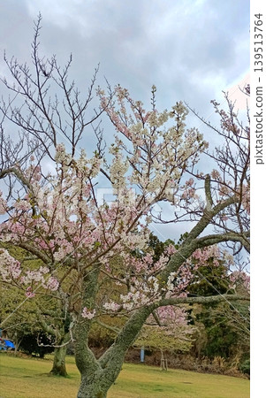 Spring park scenery Spring park scenery 139513764