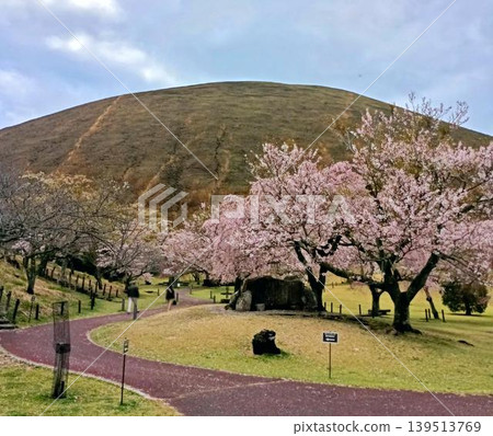 Spring park scenery Spring park scenery 139513769