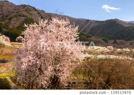 山梨縣甲州市鹽山中萩原地區櫻花和梅花盛開，這裡被稱為「鹽山桃花天堂」。 139513978