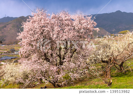 Cherry blossoms and plum blossoms in the Shioyama Nakahagiwara area of Koshu City, Yamanashi Prefecture, known as Shioyama Peach Blossom Paradise. Cherry blossoms and plum blossoms in the Shioyama Nakahagiwara area of Koshu City, Yamanashi Prefecture, known as Shioyama Peach Blossom Paradise. 139513982