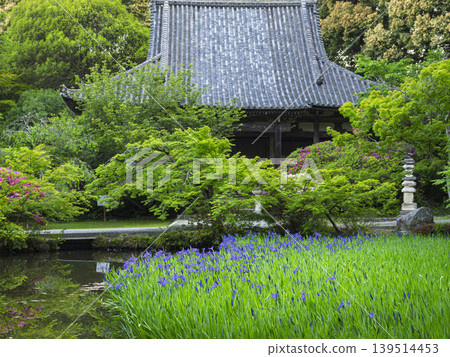 為寧靜增添色彩：古都的鳶尾花和清新的綠色微風。 139514453