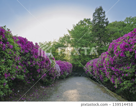 A morning full of hope. A tree-lined street at dawn, adorned with azaleas. A morning full of hope. A tree-lined street at dawn, adorned with azaleas. 139514458