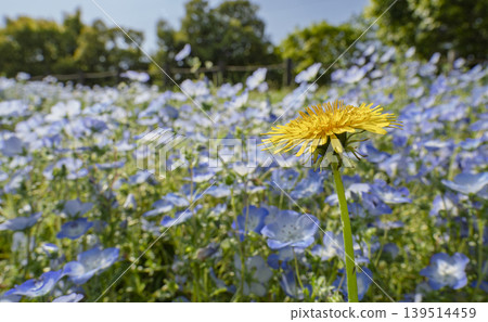 Blooming proudly in the blue sea. A single flower of hope, its individuality shining brightly. Blooming proudly in the blue sea. A single flower of hope, its individuality shining brightly. 139514459