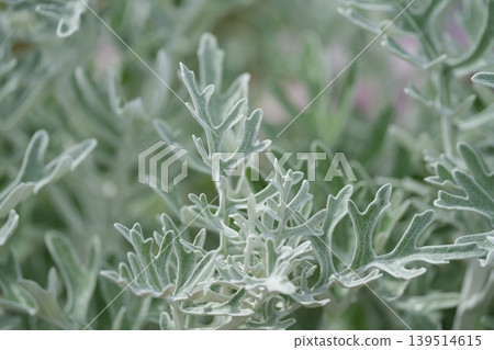 Silver Reef 139514615