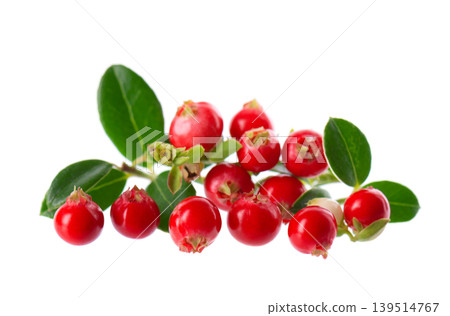 Fresh cowberry berries with leaves, isolated on white background. Ripe cranberry, cowberry, lingonberry. Clipping path. Fresh cowberry berries with leaves, isolated on white background. Ripe cranberry, cowberry, lingonberry. Clipping path. 139514767