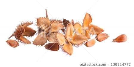 Beechnuts seeds isolated on white background. European beech nuts or Fagus sylvatica. Clipping path. Beechnuts seeds isolated on white background. European beech nuts or Fagus sylvatica. Clipping path. 139514772