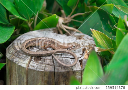 Japanese grass lizard with a long tail Japanese grass lizard with a long tail 139514876