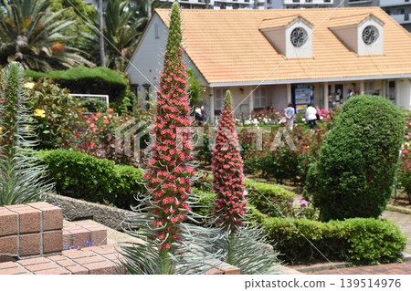 Echium wildpretii, a rare species in Japan. 139514976