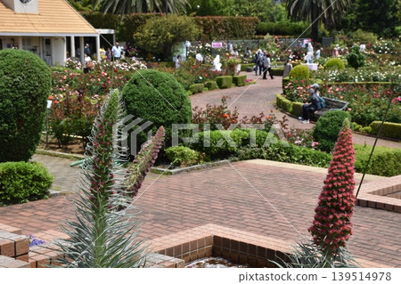 A rare, tower-shaped plant blooming in the garden A rare, tower-shaped plant blooming in the garden 139514978