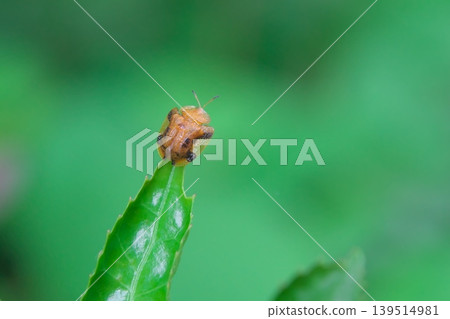 Four-spotted tortoise beetle (insect) Four-spotted tortoise beetle (insect) 139514981