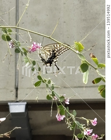 Swallowtail butterfly sucking flower nectar Swallowtail butterfly sucking flower nectar 139514992