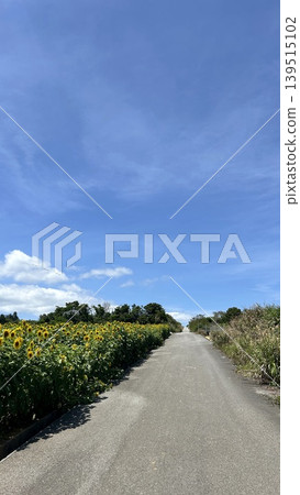 沖繩湛藍的天空下,一條筆直的道路,以及一片盛開的向日葵田。 沖繩湛藍的天空下,一條筆直的道路,以及一片盛開的向日葵田。 139515102