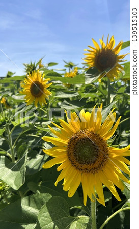A close-up of a bee and sunflowers in full bloom against the blue Okinawan sky. A close-up of a bee and sunflowers in full bloom against the blue Okinawan sky. 139515103