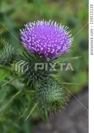 Thistle Thistle 139515138