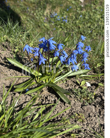 Bright blue scilla flowers blooming in green grass, first spring wildflowers in garden close up 139515159