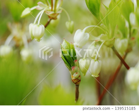吊鐘花(Enkianthus perulatus)的新芽和花朵 吊鐘花(Enkianthus perulatus)的新芽和花朵 139515185