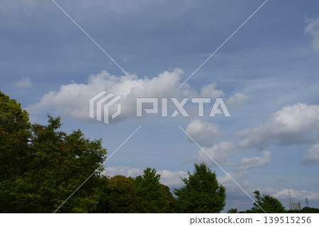 樹和雲 樹和雲 139515256