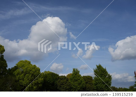 樹和雲 樹和雲 139515259