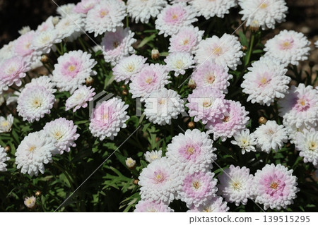 A close-up view of a flowerbed full of blooming Bonza marguerites with white and pink petals. A close-up view of a flowerbed full of blooming Bonza marguerites with white and pink petals. 139515295