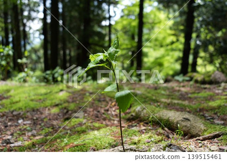 一個小植物 一個小植物 139515461