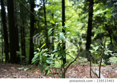 小植物(月桂瑞香) 小植物(月桂瑞香) 139515463