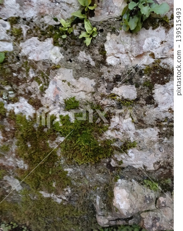 Texture of an old stone path moss plant high-quality photo Texture of an old stone path moss plant high-quality photo 139515493