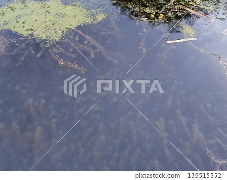 Texture of a lake, clear water with plants, high-quality photo Texture of a lake, clear water with plants, high-quality photo 139515552